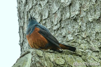 Blue Rock Thrush 安倍川河口 Mon, 6/12/2023