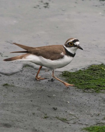 コチドリ 東京港野鳥公園 2023年6月4日(日)