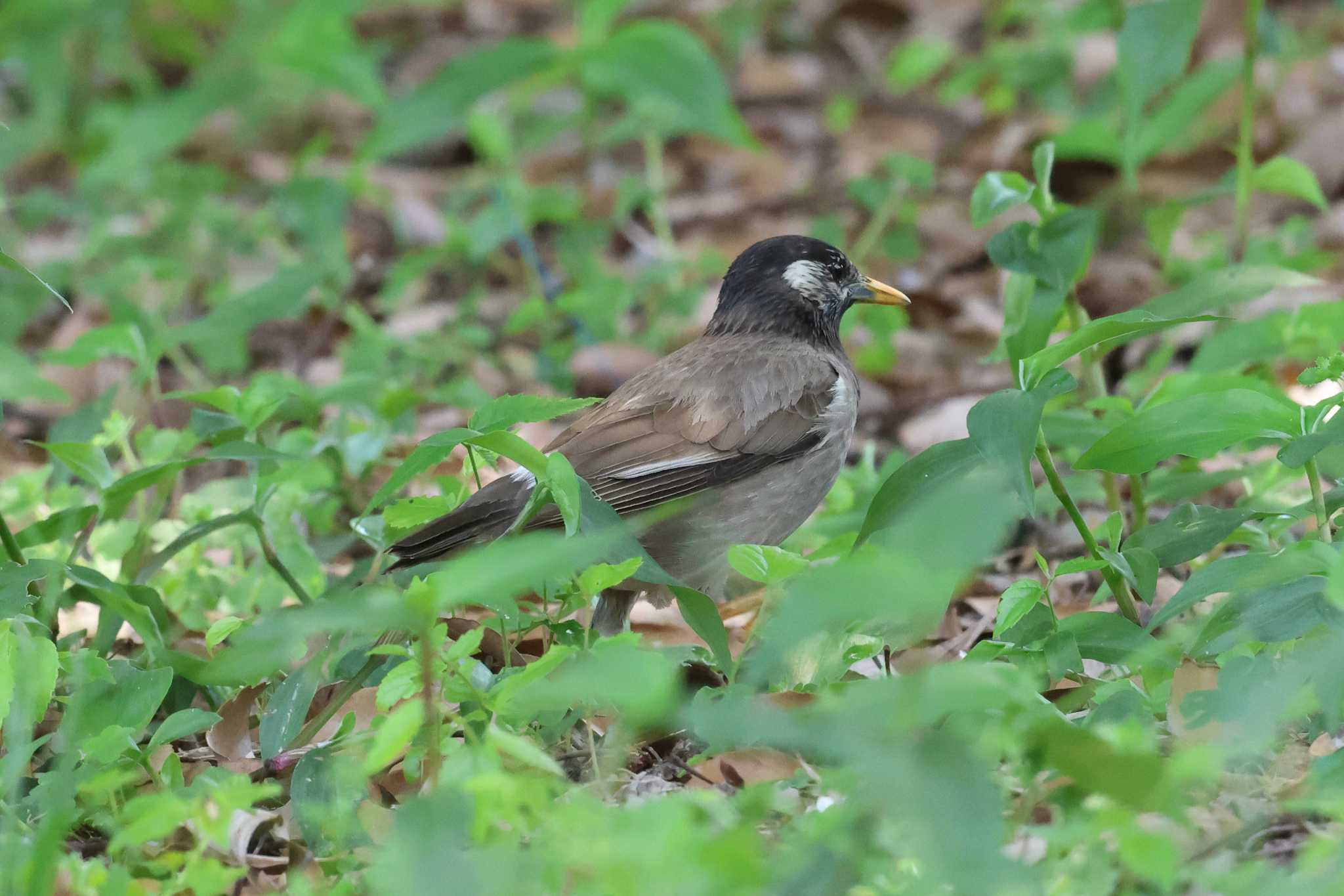 明石公園のムクドリ