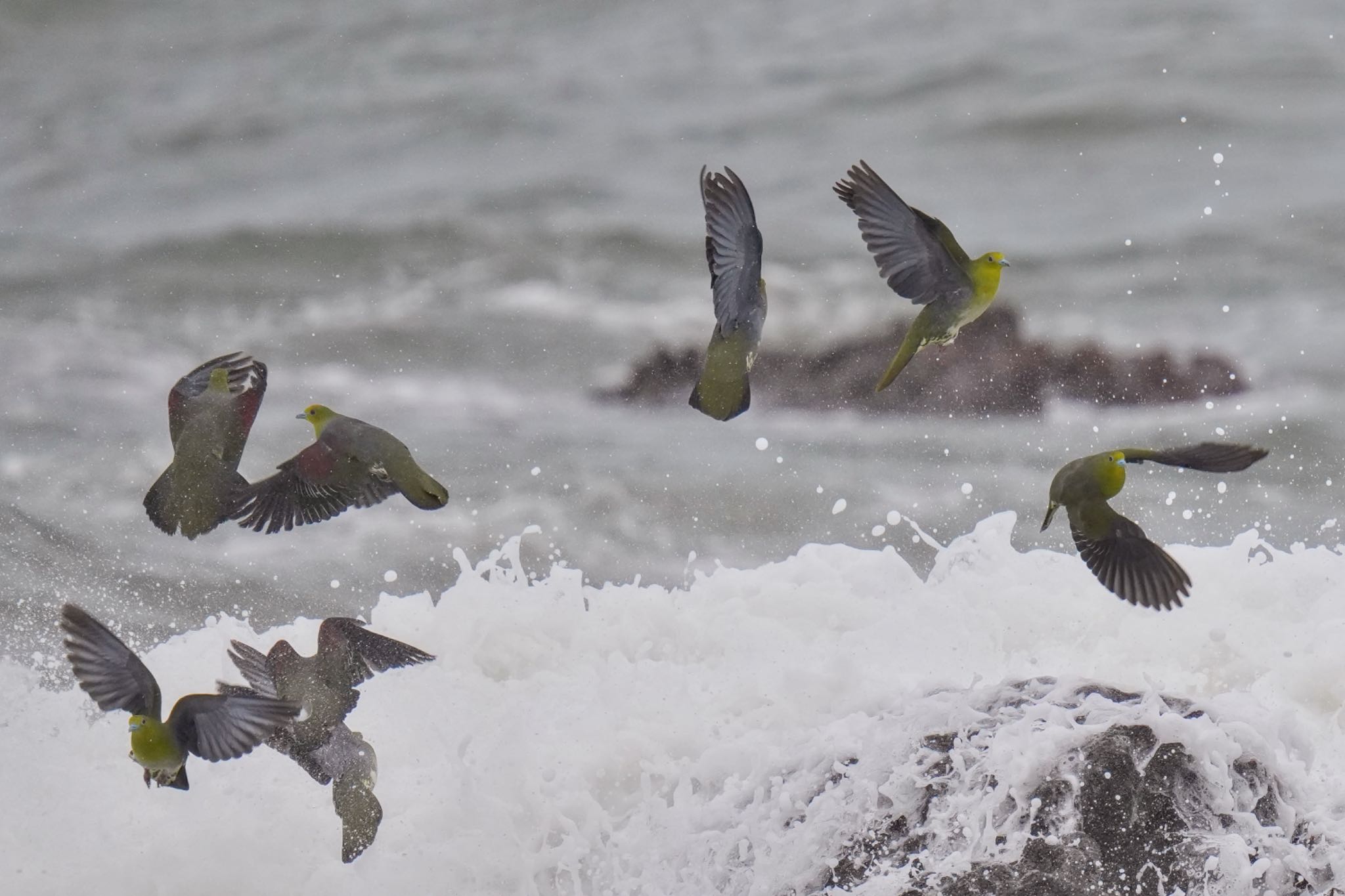 White-bellied Green Pigeon