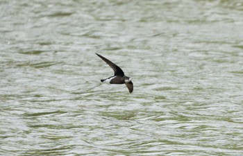 White-throated Needletail Nishioka Park Sat, 6/17/2023