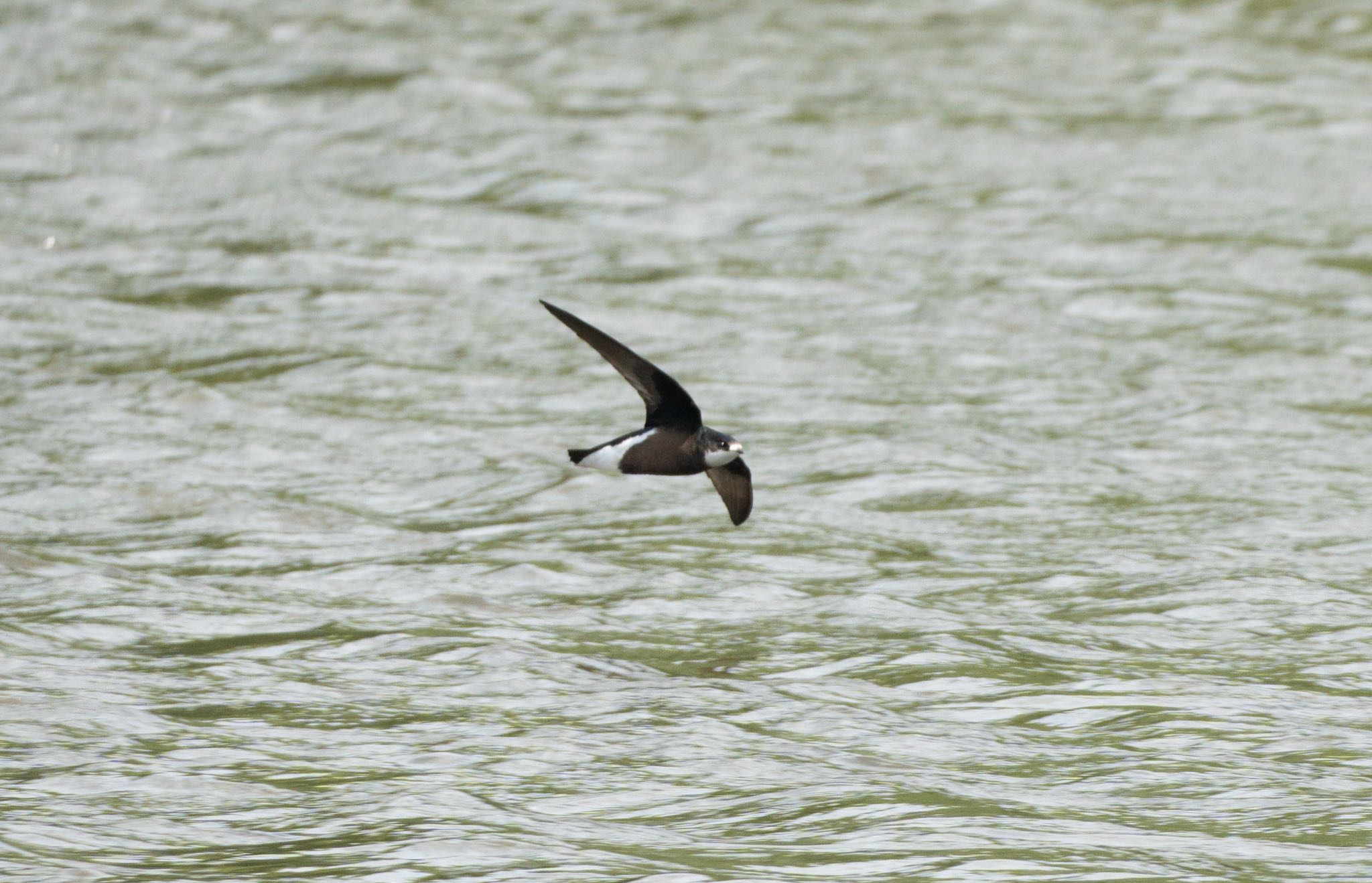 Photo of White-throated Needletail at Nishioka Park by マルCU