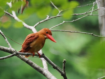 Ruddy Kingfisher Unknown Spots Fri, 6/16/2023