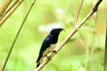 Blue-and-white Flycatcher 海上の森 Sun, 6/18/2023