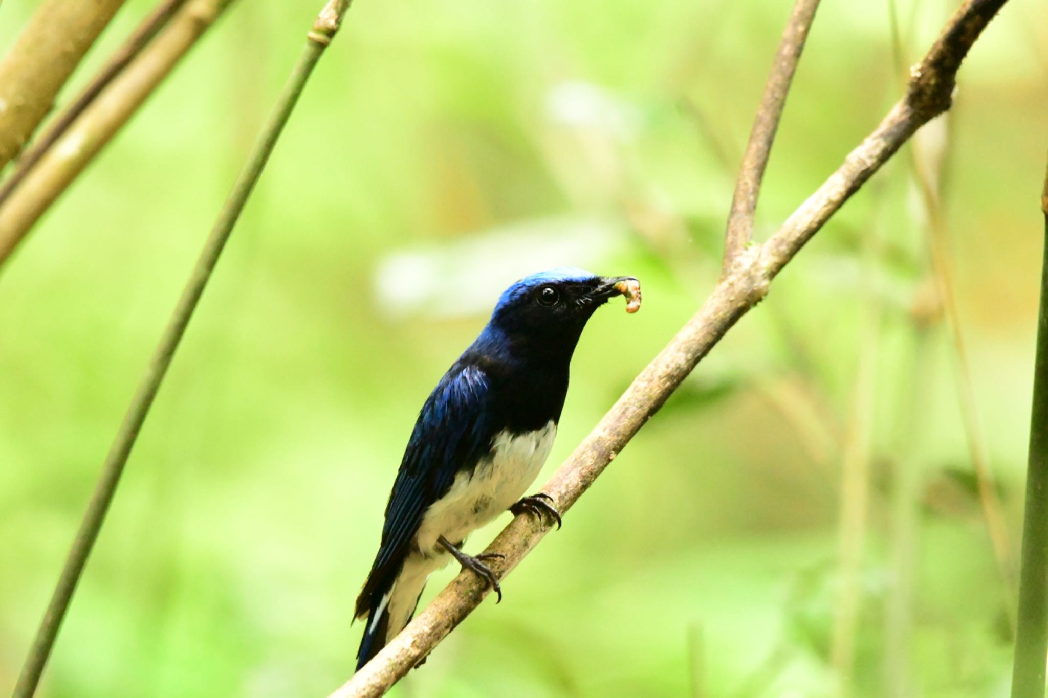 Blue-and-white Flycatcher