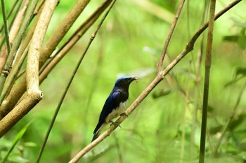 Blue-and-white Flycatcher 海上の森 Sun, 6/18/2023