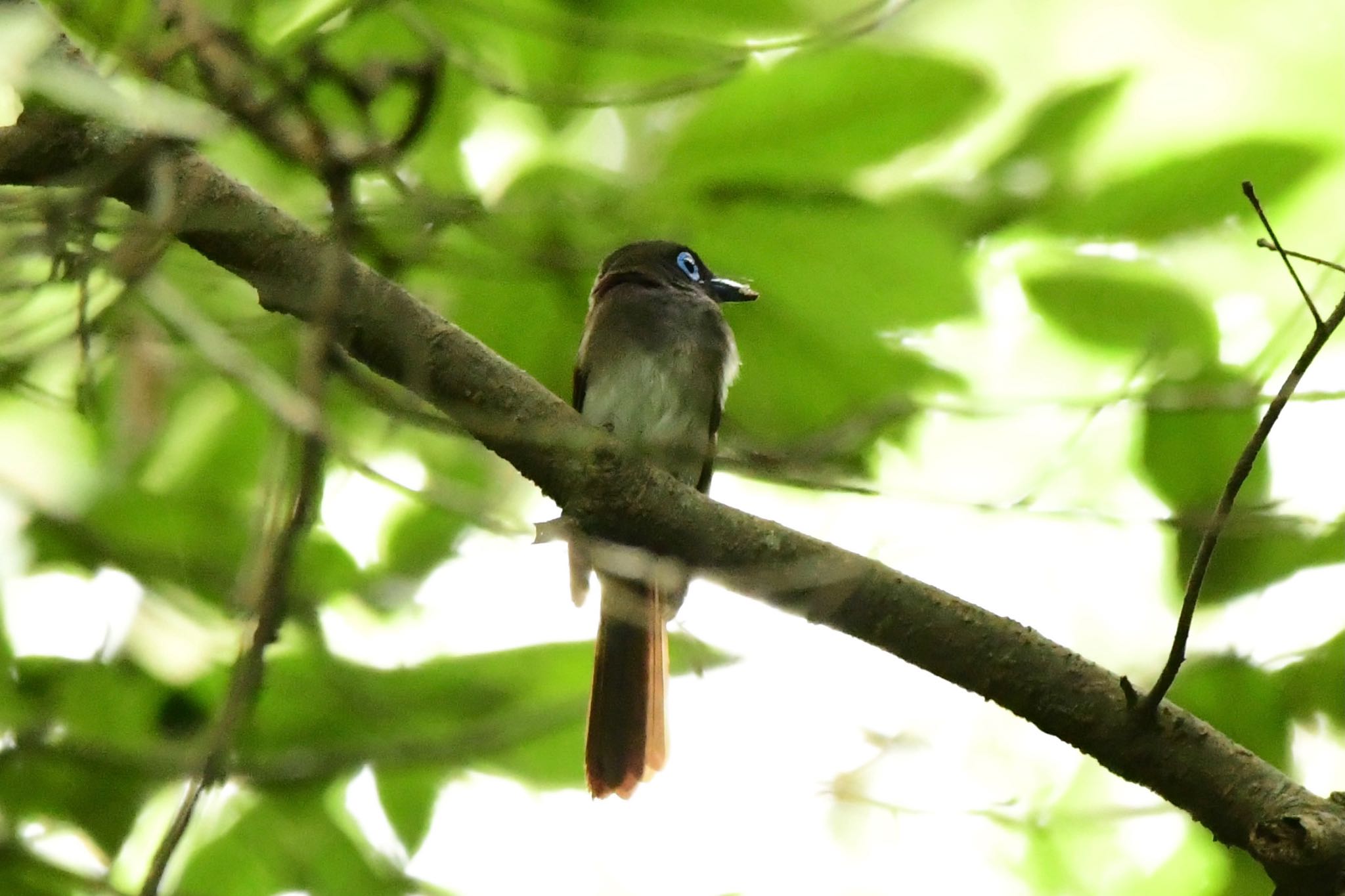 Black Paradise Flycatcher