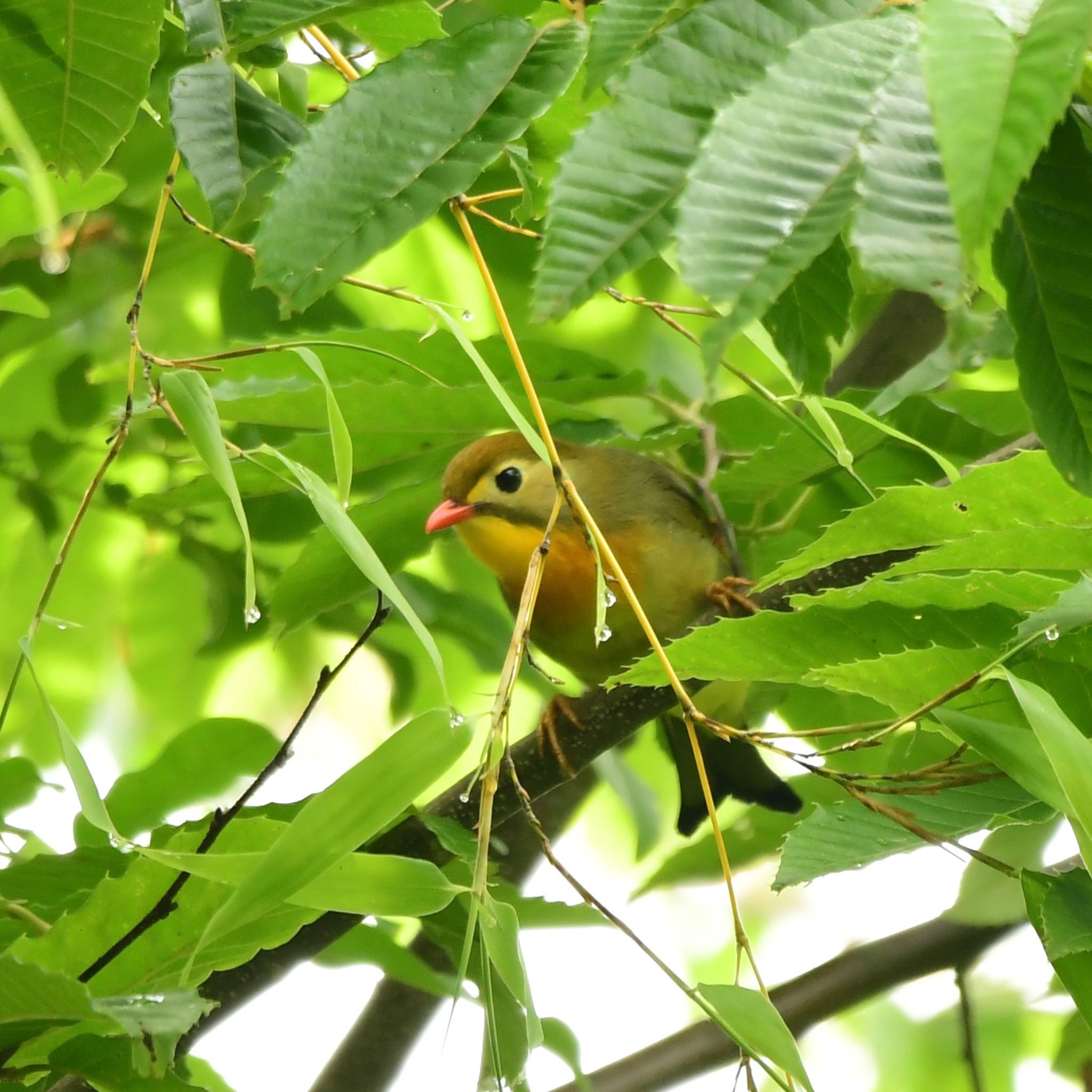 Red-billed Leiothrix