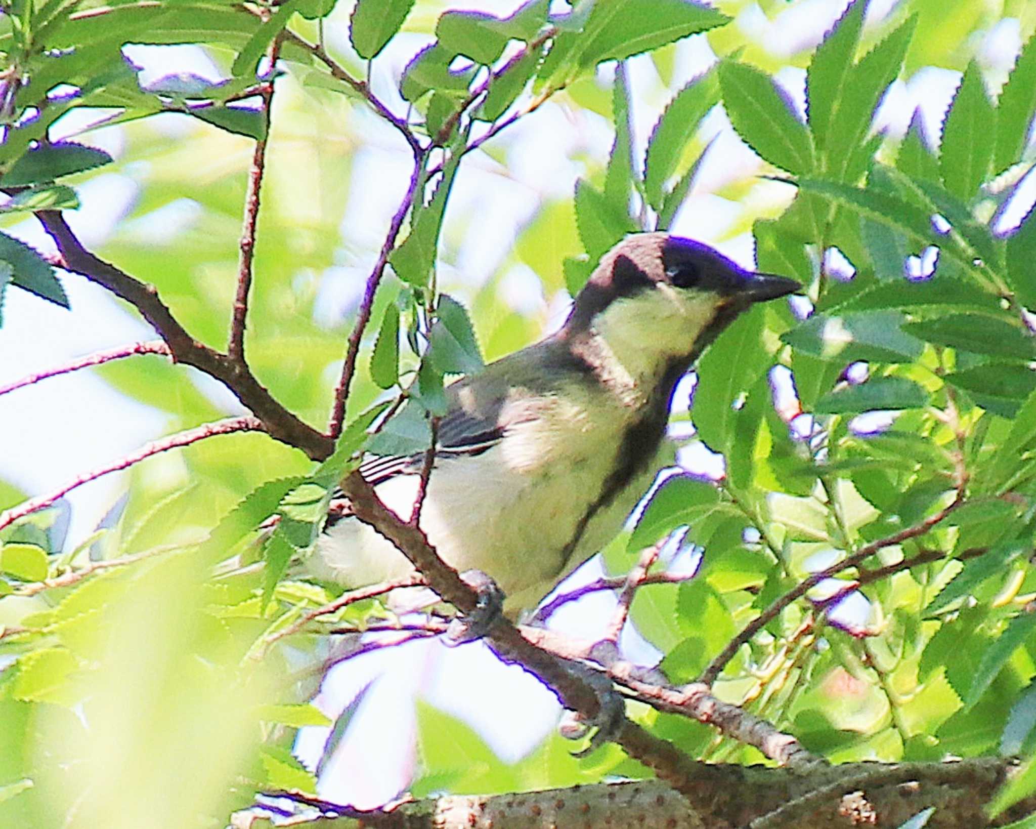 Japanese Tit