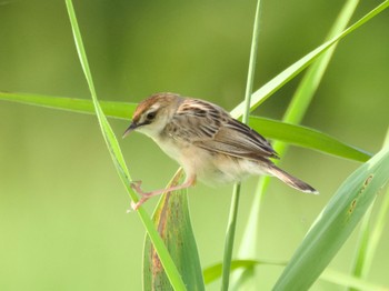 2023年6月18日(日) 妙岐ノ鼻の野鳥観察記録