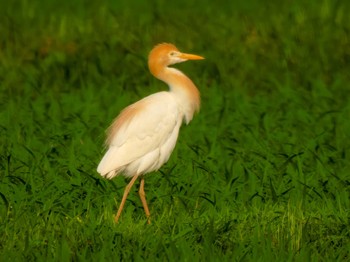 Eastern Cattle Egret 宮城県仙台市 Sun, 6/18/2023