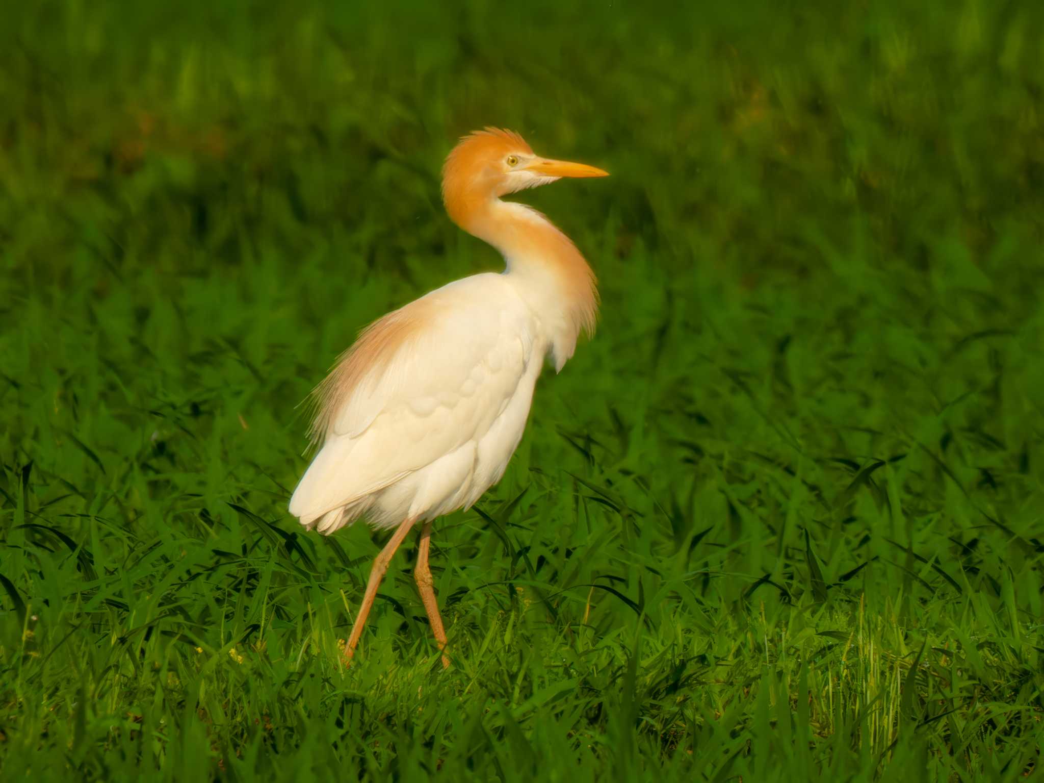 宮城県仙台市 アマサギの写真 by LeoLeoNya