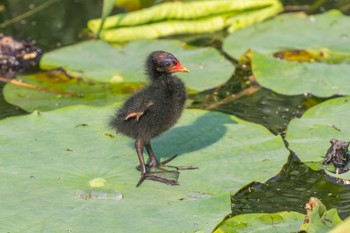 Common Moorhen 大沼(宮城県仙台市) Sun, 6/18/2023