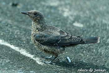 Blue Rock Thrush 安倍川河口 Sun, 6/18/2023