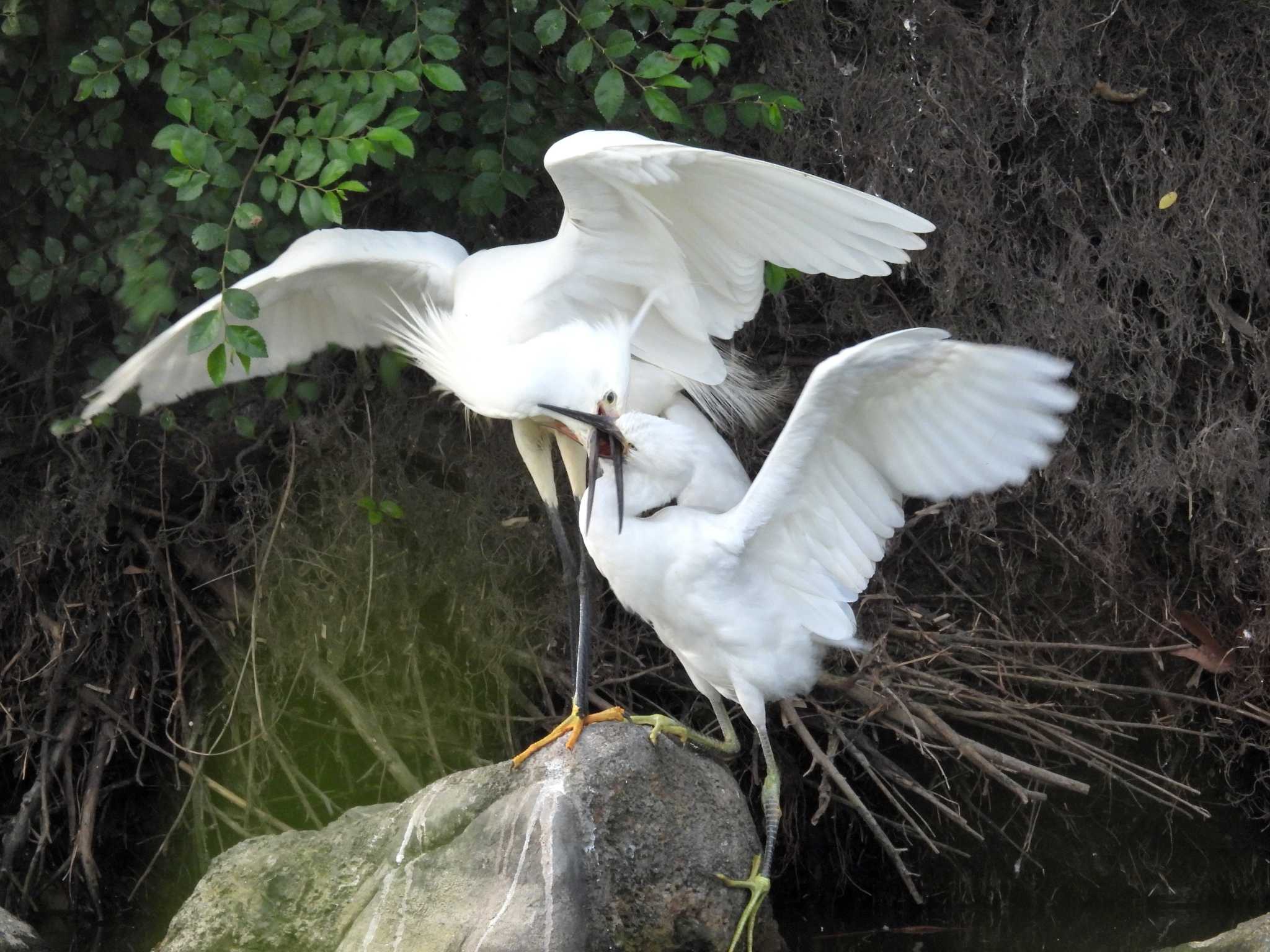 ごはんをめぐる死闘