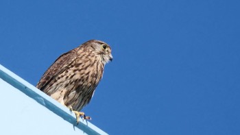 Common Kestrel 淀川河川公園 Sat, 6/17/2023