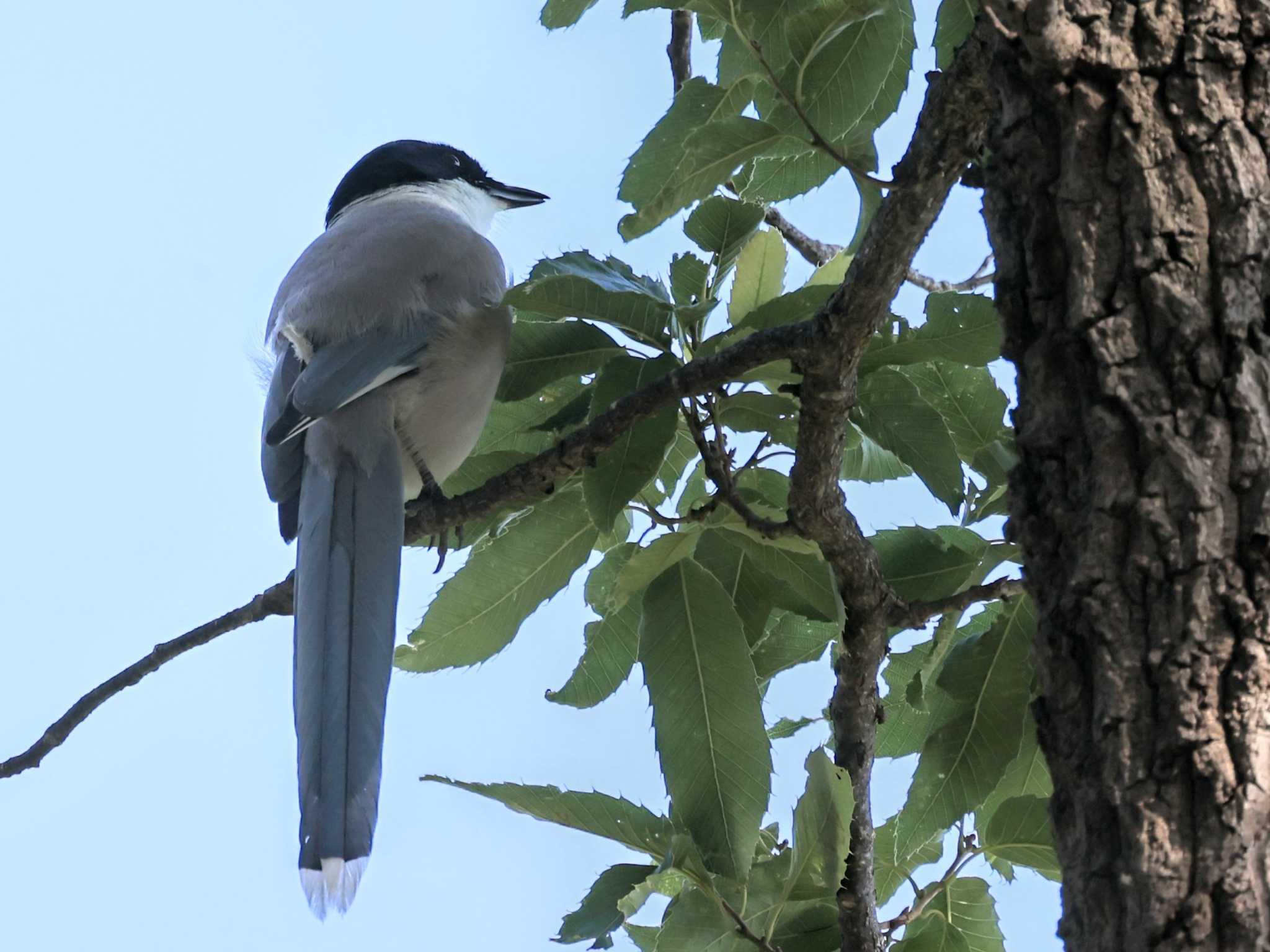 近所の公園 オナガの写真