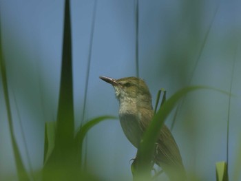 オオヨシキリ 西の湖（滋賀県） 2023年6月17日(土)