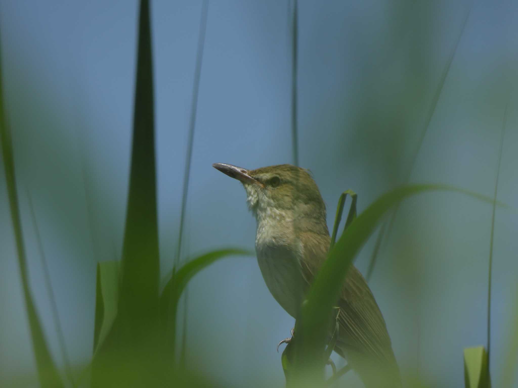 初見 オオヨシキリ