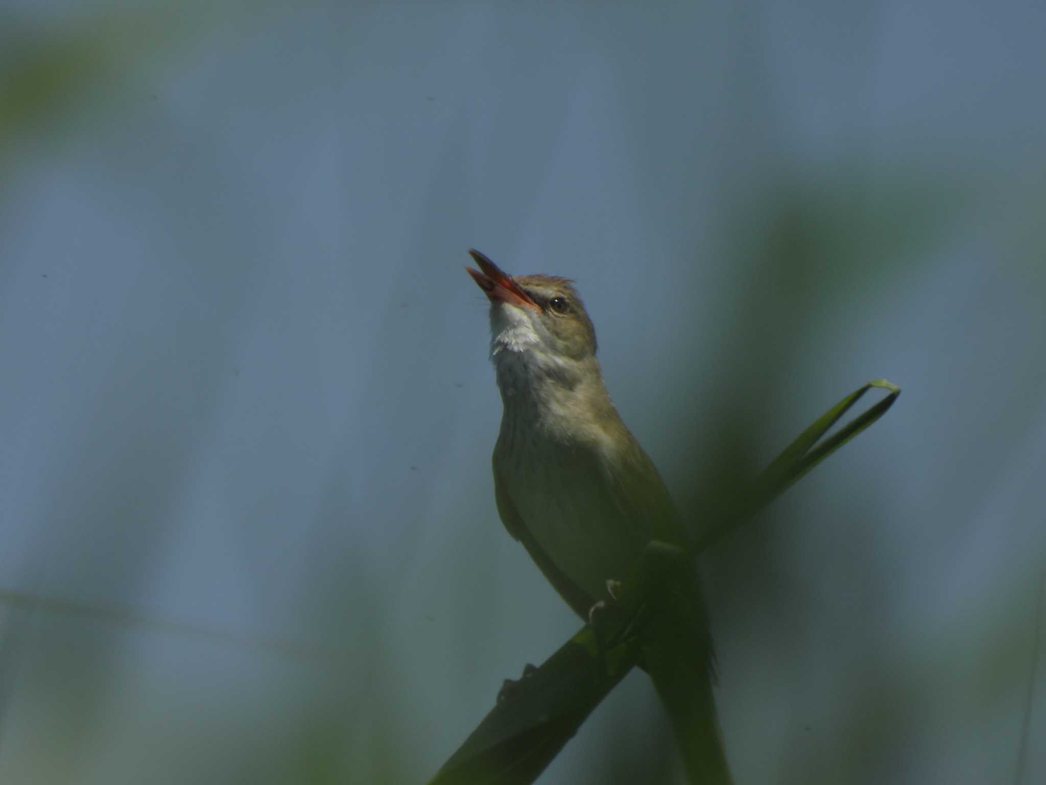 初見 オオヨシキリ