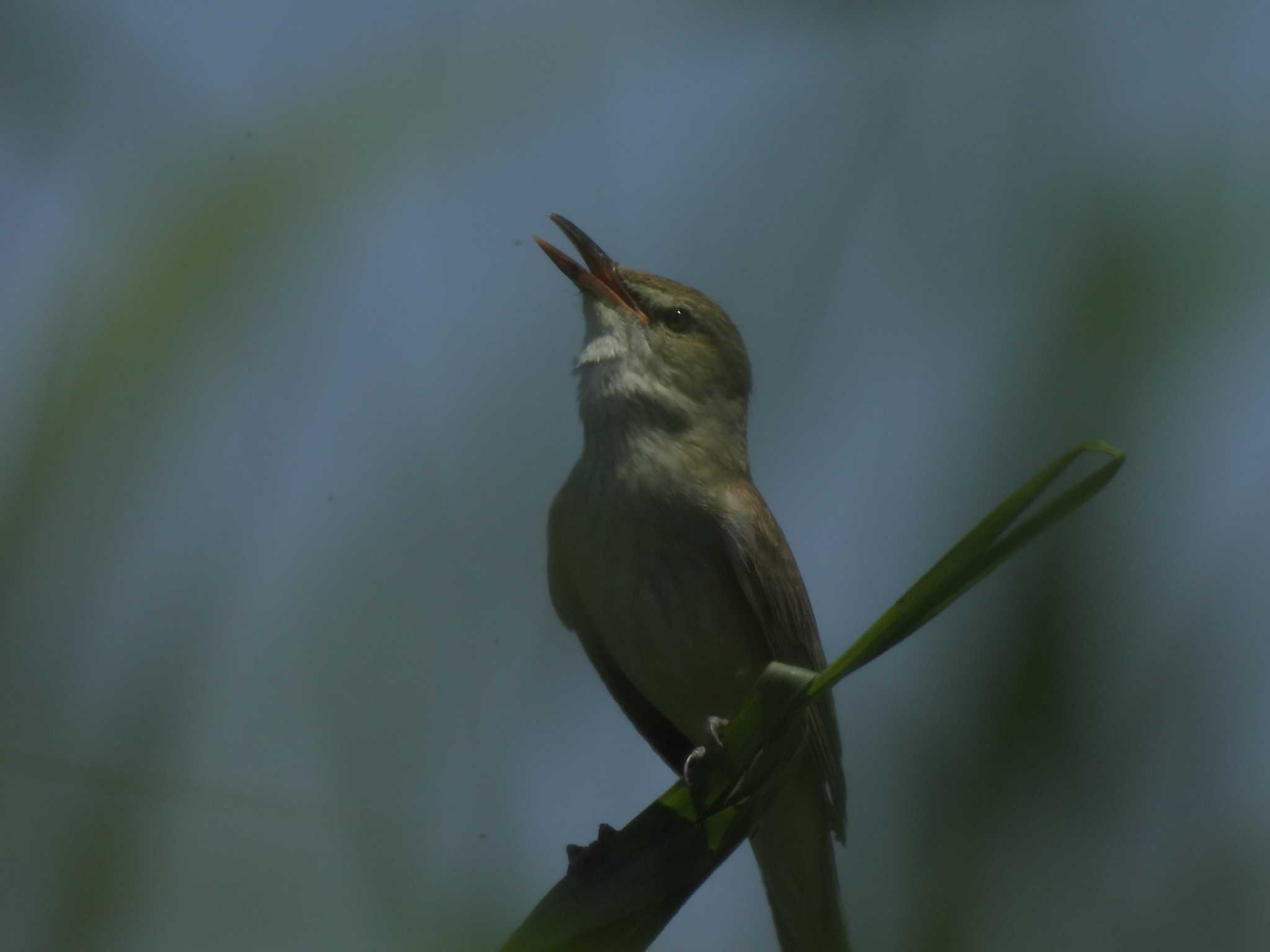 初見 オオヨシキリ　漸く見れました・・・