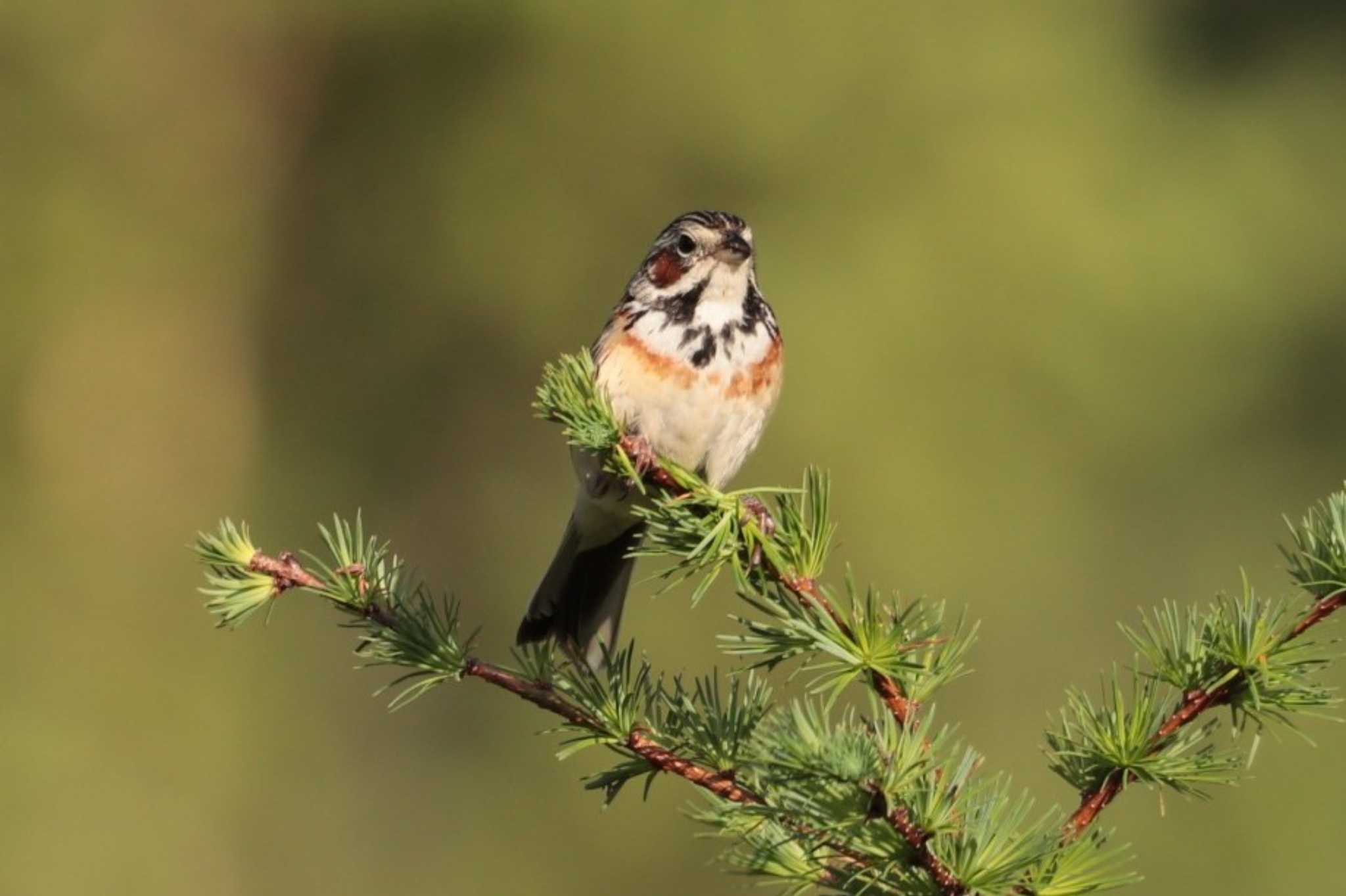 Chestnut-eared Bunting