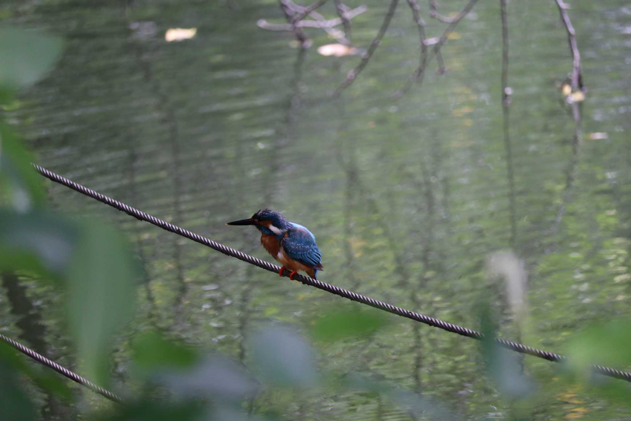 井の頭恩賜公園 カワセミの写真