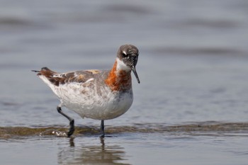 アカエリヒレアシシギ ふなばし三番瀬海浜公園 2023年5月27日(土)