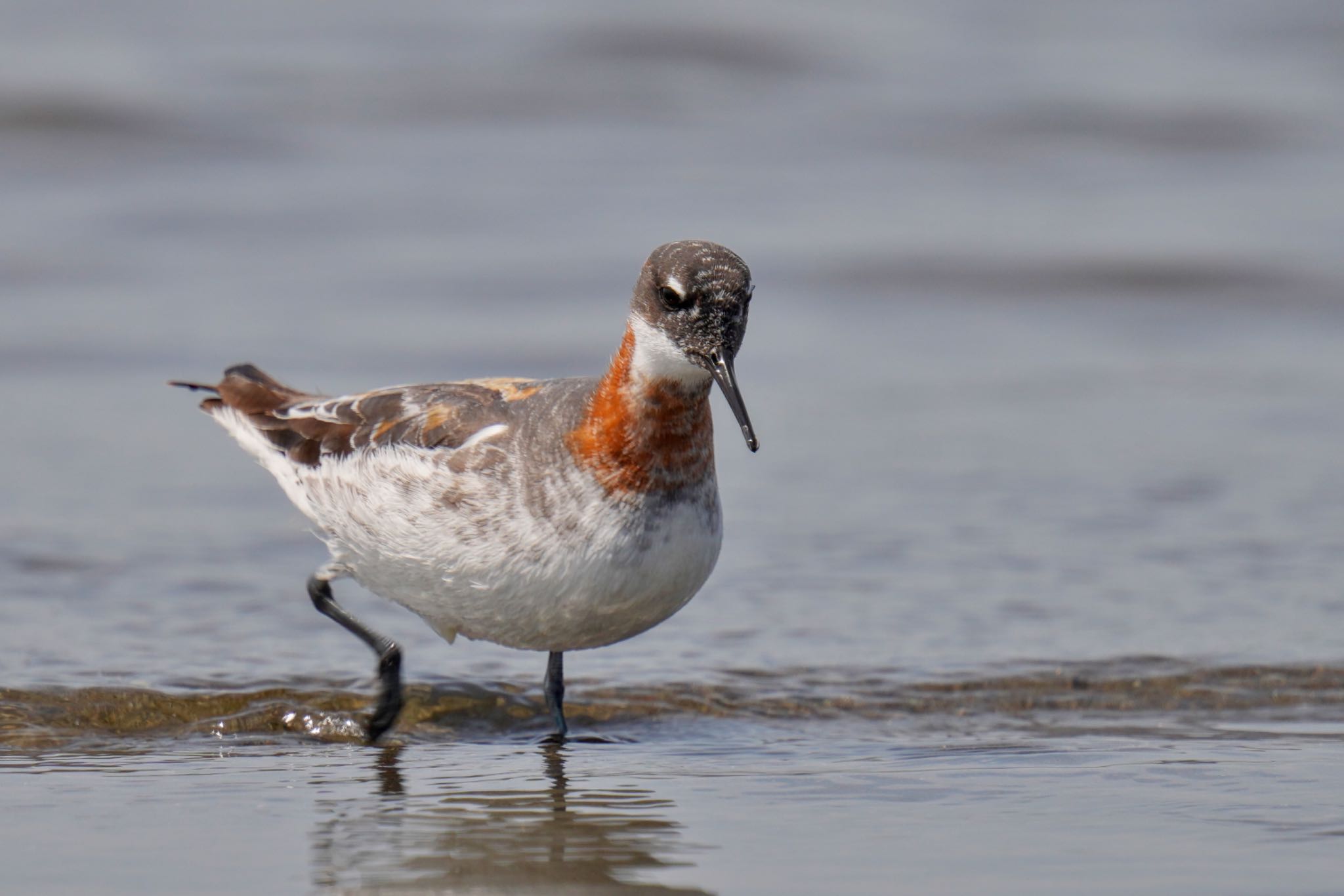 Photo of Red-necked Phalarope at Sambanze Tideland by アポちん