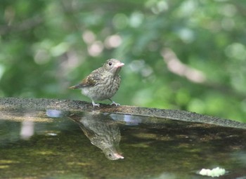 Narcissus Flycatcher 権現山(弘法山公園) Sat, 7/21/2018