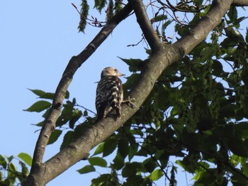 2023年6月18日(日) 見沼たんぼの野鳥観察記録