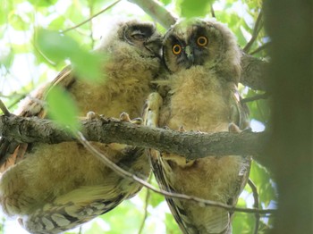 Long-eared Owl Unknown Spots Sun, 6/18/2023