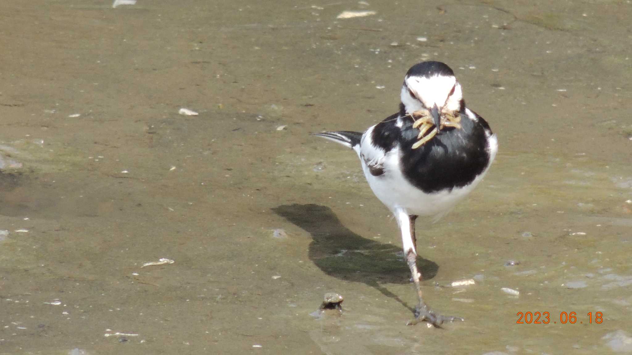 葛西臨海公園 セキレイの写真