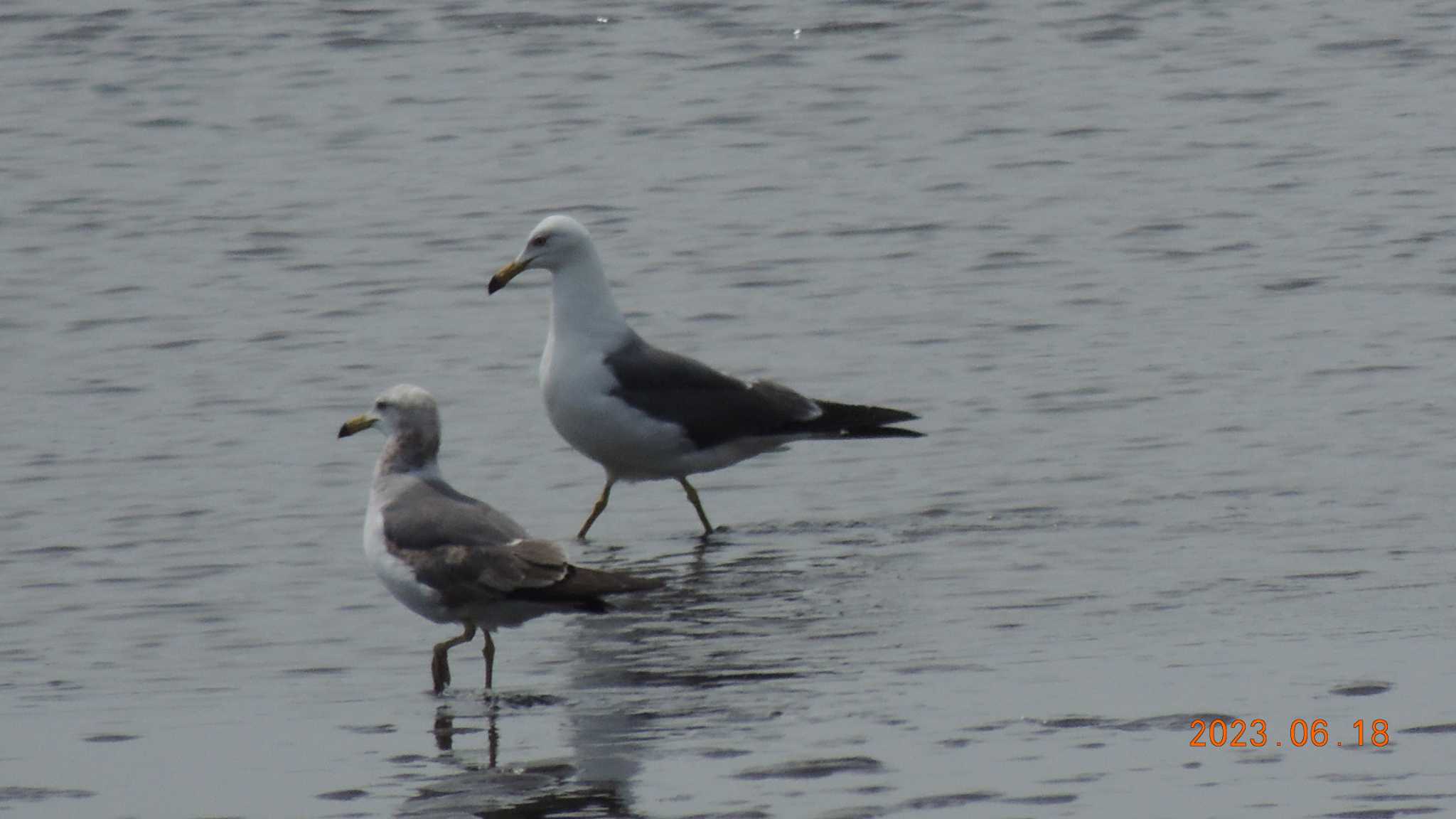 葛西臨海公園 ウミネコの写真