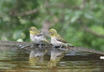 Warbling White-eye 権現山(弘法山公園) Sat, 7/21/2018