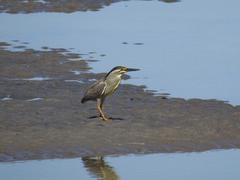 2023年6月17日(土) 藤前干潟の野鳥観察記録