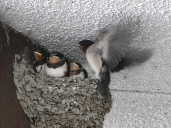 2023年6月14日(水) 三重県明和町の野鳥観察記録