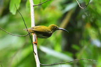 Streaked Spiderhunter Kaeng Krachan National Park Wed, 6/13/2018