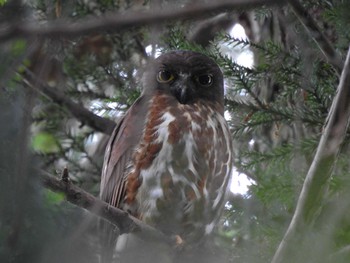 Sun, 6/18/2023 Birding report at 猪名部神社(三重県員弁郡)