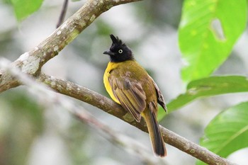 Black-crested Bulbul Kaeng Krachan National Park Wed, 6/13/2018