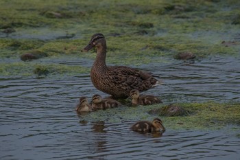 マガモ 場所が不明 2018年7月24日(火)