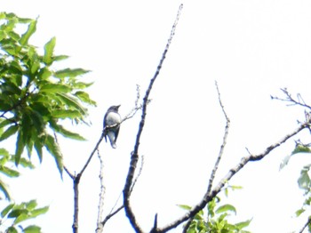 Blue-and-white Flycatcher Moritogawa Sun, 6/18/2023