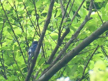 Blue-and-white Flycatcher Moritogawa Sun, 6/18/2023