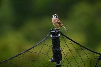 Meadow Bunting 伊吹山 Sun, 6/18/2023