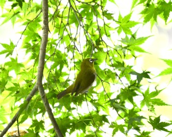 Warbling White-eye 関ヶ原 Sun, 6/18/2023