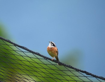 Meadow Bunting 伊吹山 Sun, 6/18/2023