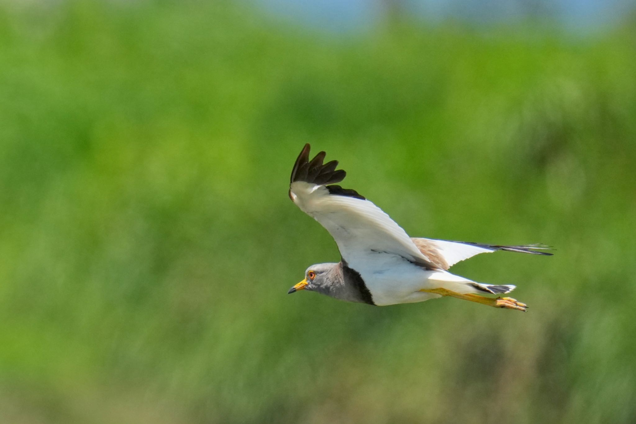 Grey-headed Lapwing