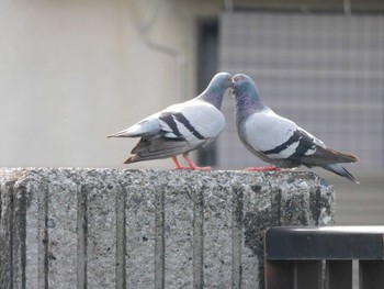 カワラバト 平和の森公園、妙正寺川 2023年6月18日(日)