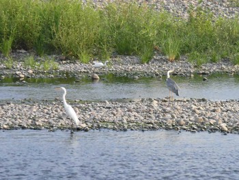 2018年7月24日(火) 多摩川の野鳥観察記録