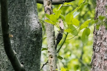 Japanese Pygmy Woodpecker Forest Park of Mie Prefecture Sun, 6/18/2023